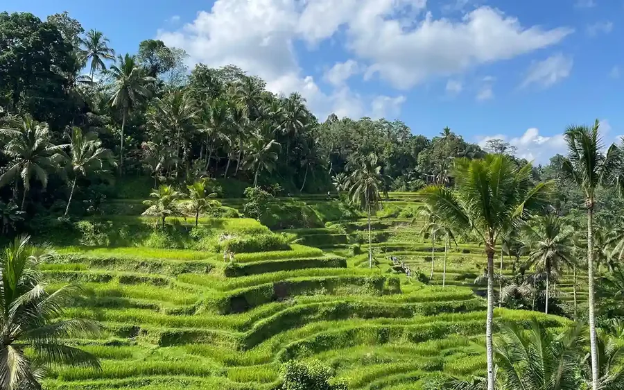 Tegalalang rice terraces near Ubud, Bali